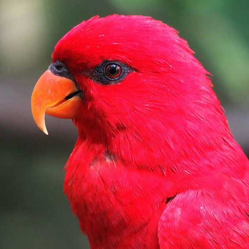 Air freighters flying 747s