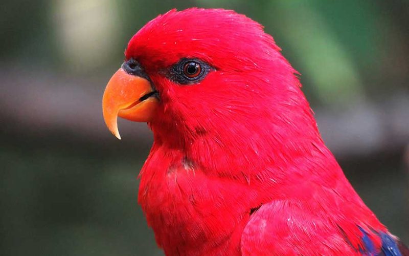 Air freighters flying 747s