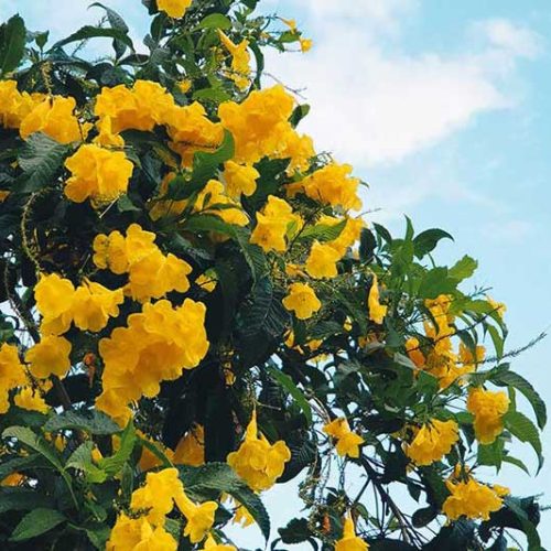 Cargas aéreas vivas