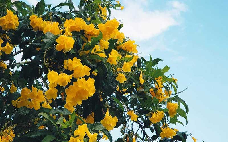 Cargas aéreas vivas